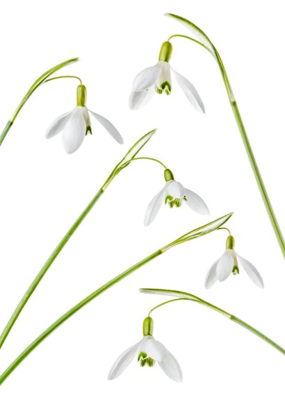 Beautiful Snowdrops created by Alex Hyde
