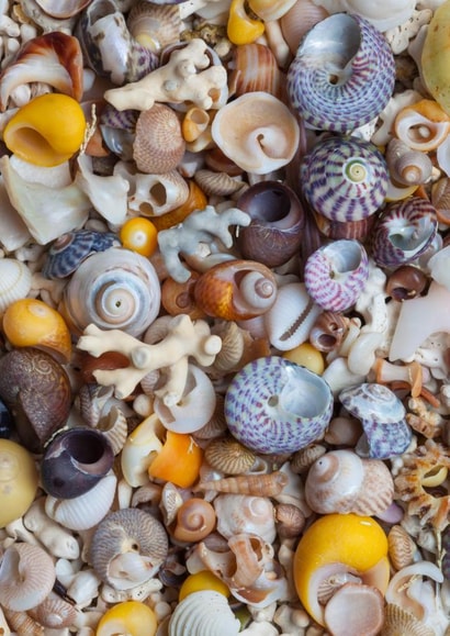 Shells - Isle of Skye, Scotland created by Alex Hyde