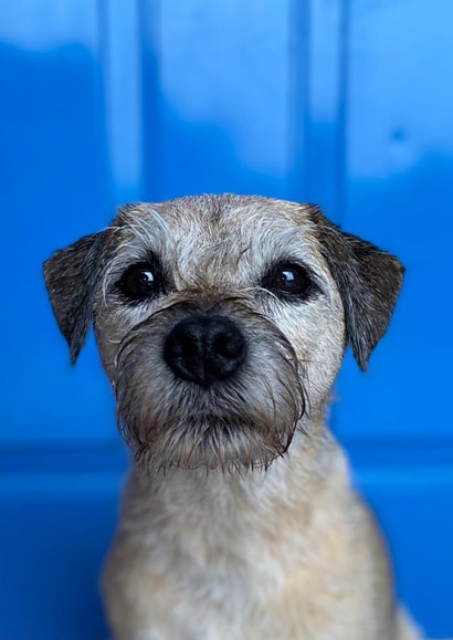 Portraint photo of Border Terrier sheltering from heavy rain created by JackSpratt Designs (Vanessa Holbrow)