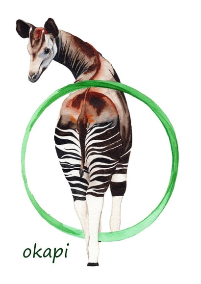 o is for okapi letter card created by Wilderness Illustrated