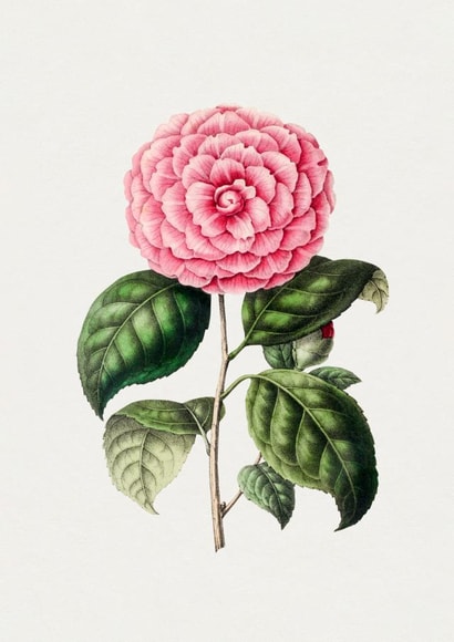 All Occasions Camelia Card created by eo design & photo