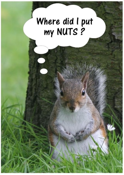 Squirrel Nuts created by Peter Barrett