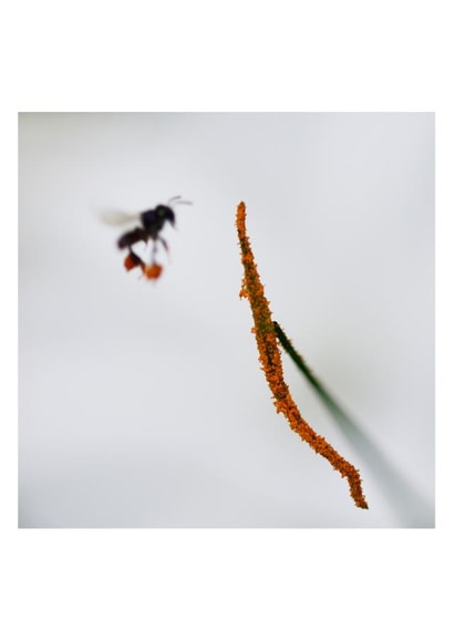 The pollen story created by Raviprakash SS