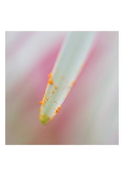 Tender as a flower created by Raviprakash SS