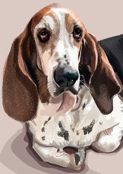 Bassett Hound created by Higgledy Pets