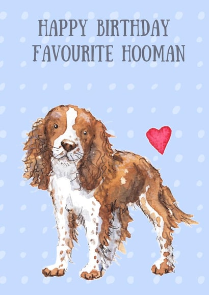 Springer Spaniel Birthday Card created by Kate Garrett