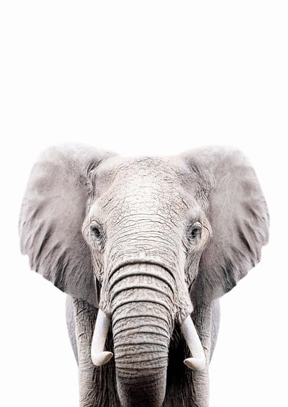 Elephant created by INSPIRE