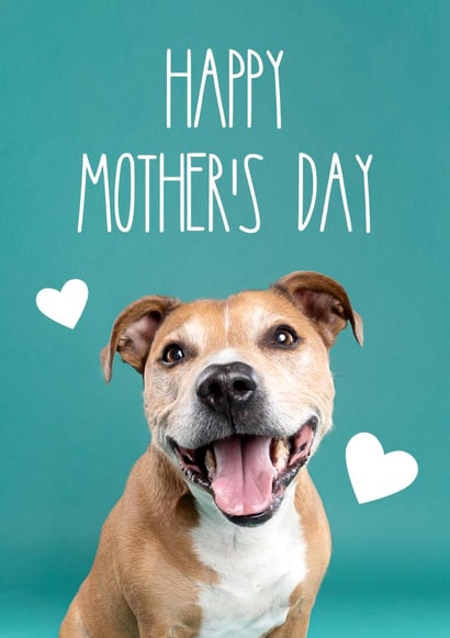 Happy Mother's Day Staffy Dog Greetings Card created by The Yorkshire Pawtrait Co.