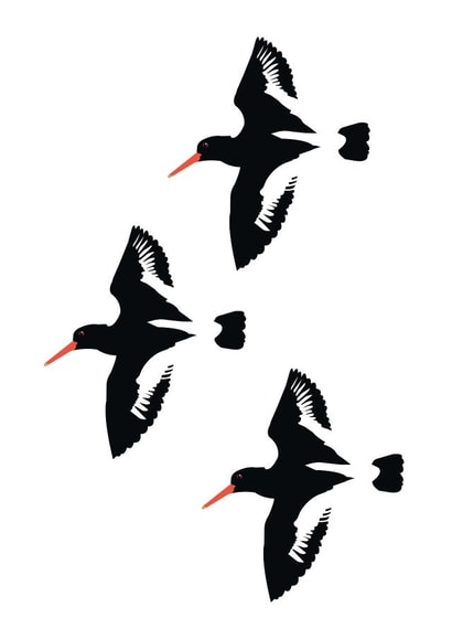 Oyster Catcher Birds created by Jaypea Art
