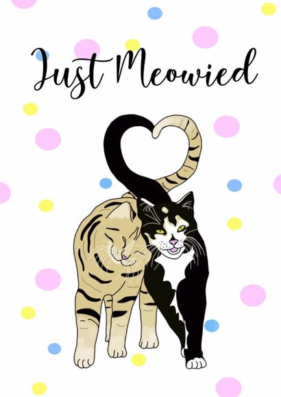 Just Meowied created by Hari & Fox