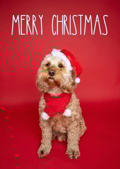 Cute Cockapoo Christmas Card created by The Yorkshire Pawtrait Co.
