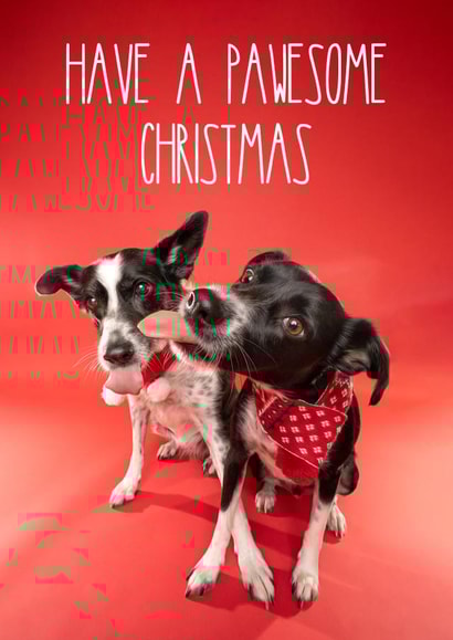 Pawesome Christmas Dog Card created by The Yorkshire Pawtrait Co.