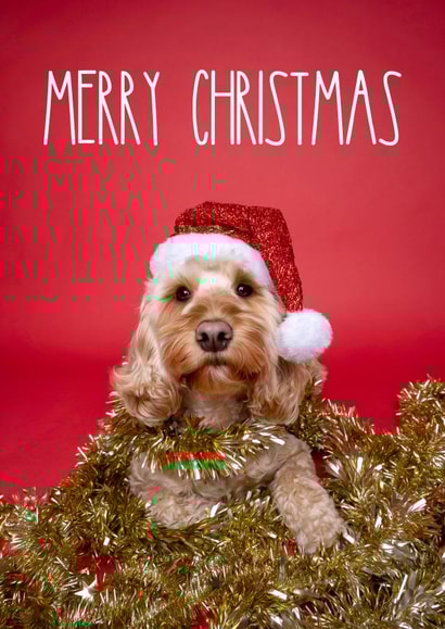 Super cute Cockapoo Christmas card created by The Yorkshire Pawtrait Co.