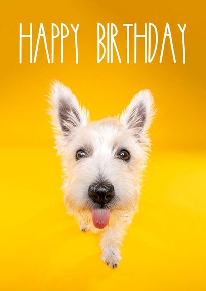 Bright and cheerful birthday dog card created by The Yorkshire Pawtrait Co.