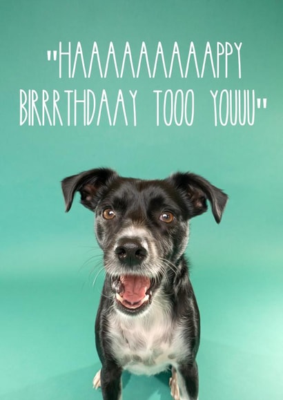 Singing Dog Happy Birthday Card created by The Yorkshire Pawtrait Co.