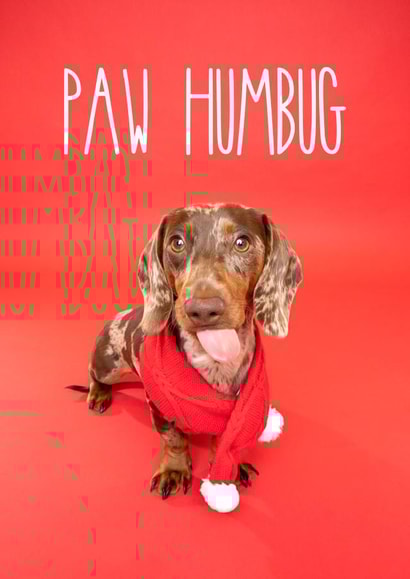 Grumpy Christmas Dog Card created by The Yorkshire Pawtrait Co.
