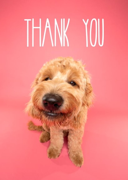 Cute dog thank you greetings card created by The Yorkshire Pawtrait Co.