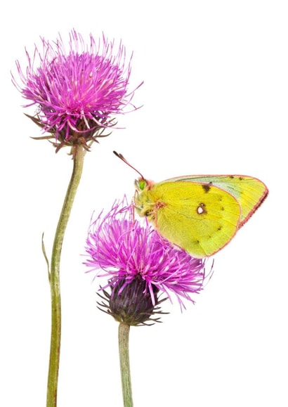 Thank You Card with Nature Theme - Butterfly - Mountain Clouded Yellow Butterfly created by Alex Hyde