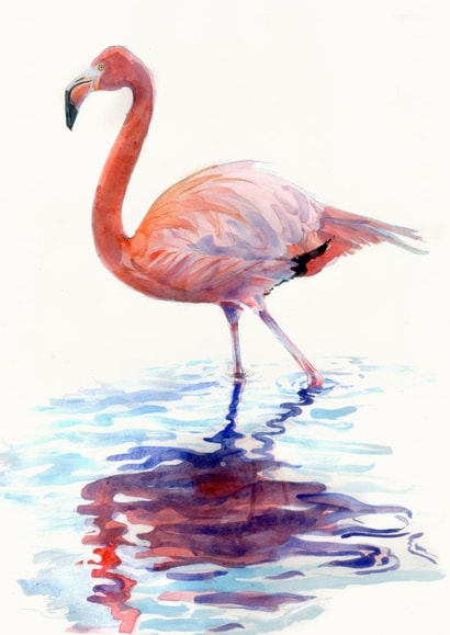Flamingo in Watercolour created by Tim Pond