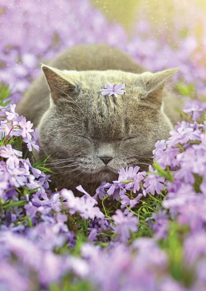 Birthday Greeting for For Anyone – Cat in Pink Flowers – Greeting for Cat Lovers created by Alina Shevelina