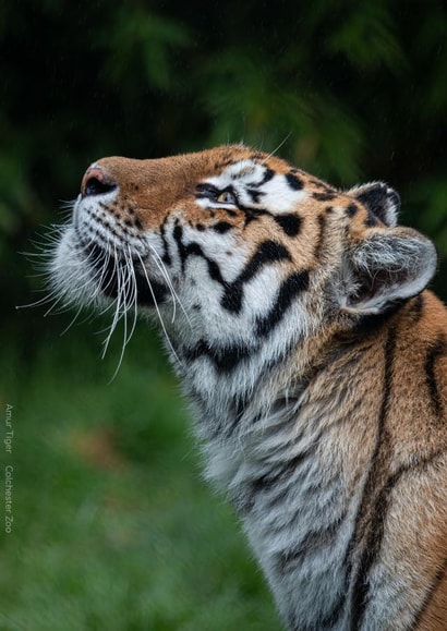 Atmospheric Tiger looking up into the rain created by Thomas Harris
