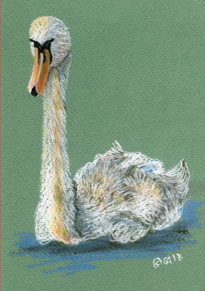 Beautiful swan drawing for your loved one. created by Claire Harrison