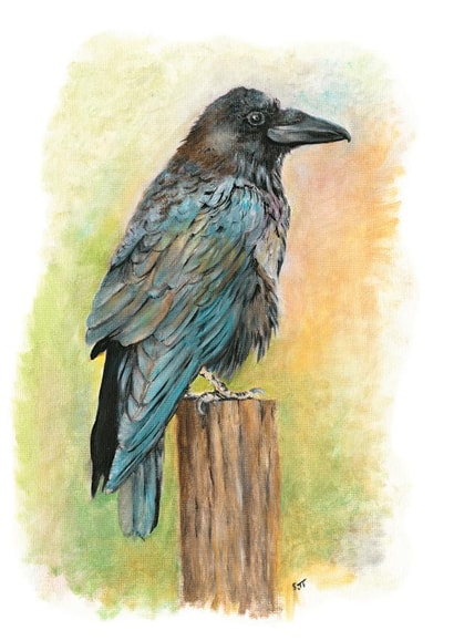 Colourful Raven card for the art lover created by Sally Taylor