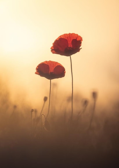 Poppies created by Blomme Sebastien