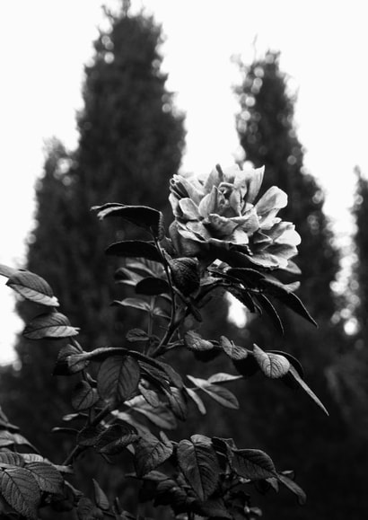 Universal photographic flower card created by Rio