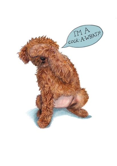 Funny Cockapoo Card - I'm a Cock-A-WHAT?! created by Beth Goodwin