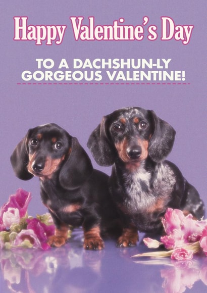 Funny Valentine's Day Card - Dachshun-ly Gorgeous created by Quitting Hollywood