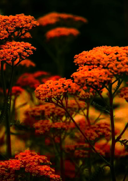 Cool photography floral print created by Chrissy's Cards