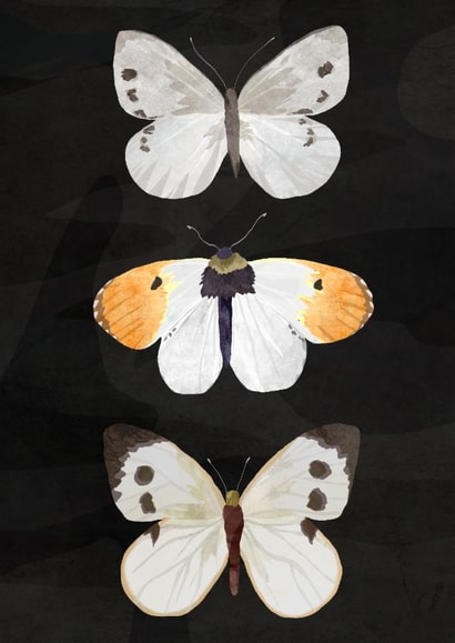 Butterflies in the dark created by Madeleine Groves