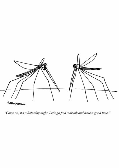 Funny Birthday Card - Saturday Night - Mosquitos created by Punch Limited