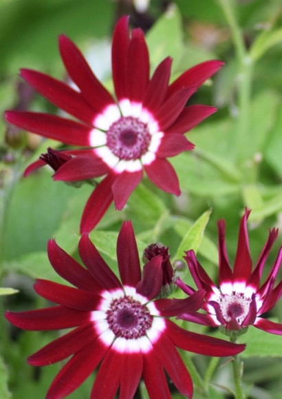 Splash Of Colour In Spring created by Michelle Louise