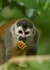 monkey MALE Card 22114 created by Nic Barbier