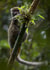 monkey bamboo Religious Card 22117 created by Nic Barbier