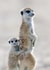 meerkat mother Photography Card 24073 created by Andrew Forsyth