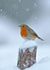 robin christmas Card 24508 created by Andy Rouse