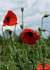 Poppies poppy Photography Card 2216 created by Alan Freeman