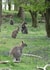 Wallabies Woods Card 25010 created by Alan Freeman