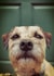 #borderterrier #thankyou Photography Card 2224 created by JackSpratt Designs (Vanessa Holbrow)