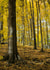 Photography Forest Photography Card 27754 created by Rick Shea
