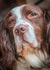 dog spaniel Card 24583 created by Matt Limb OBE