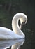 swan nature Just because Card 29522 created by Sheila Adam