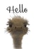 Funny Emu Card 32221 created by Mayfield Valley