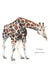 giraffe wildlife Card 34627 created by Check Out My Plumage