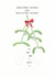 Pretty - Cute - Christmas Wishes - Mistletoe Kisses - Rhyme - To The One I Love - Wife - Husband - Christmas Card created by LAURA TRUBY DESIGNS