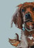 spaniel pet Birthday Card 16844 created by Higgledy Pets