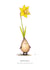 Daffodil perfect for all occasions created by Lee Hunt